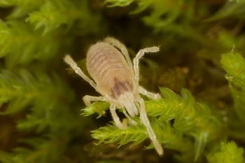 Media type: image;   Invertebrate Zoology 29554